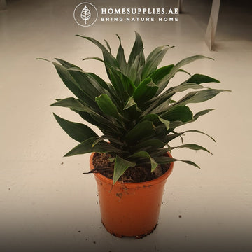 Dracaena Compacta
